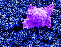 Graphical abstract: Cell mechanotactic and cytotoxic response to zinc oxide nanorods depends on substrate stiffness