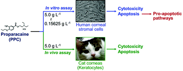Graphical abstract: Proparacaine induces cytotoxicity and mitochondria-dependent apoptosis in corneal stromal cells both in vitro and in vivo