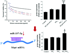 Graphical abstract: Synergistic effects of particulate matter (PM2.5) and sulfur dioxide (SO2) on neurodegeneration via the microRNA-mediated regulation of tau phosphorylation