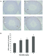 Graphical abstract: Endosulfan induces apoptosis by activating the negative regulation pathway of cell cycle and death receptor pathway in spermatogenic cells