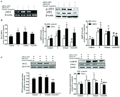 Graphical abstract: ATF2 partly mediated the expressions of proliferative factors and inhibited pro-inflammatory factors’ secretion in arsenite-treated human uroepithelial cells