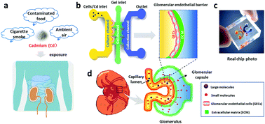 Graphical abstract: Assessment of cadmium-induced nephrotoxicity using a kidney-on-a-chip device