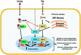 Graphical abstract: Identification of a unique gene expression signature in mercury and 2,3,7,8-tetrachlorodibenzo-p-dioxin co-exposed cells
