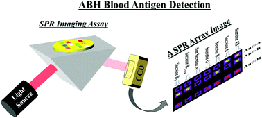 Graphical abstract: Surface plasmon resonance imaging for ABH antigen detection on red blood cells and in saliva: secretor status-related ABO subgroup identification