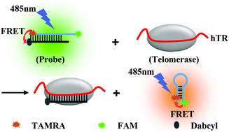 Graphical abstract: A dual-colored ratiometric-fluorescent oligonucleotide probe for the detection of human telomerase RNA in cell extracts