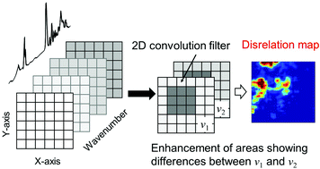 Graphical abstract: Protein hydration in living cells probed by Fourier transform infrared (FT-IR) spectroscopic imaging