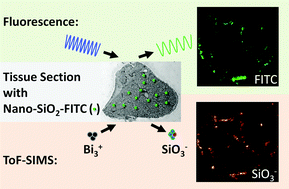 Graphical abstract: Detection of SiO2 nanoparticles in lung tissue by ToF-SIMS imaging and fluorescence microscopy