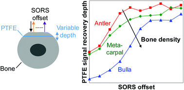 Graphical abstract: Spatially offset Raman spectroscopy for photon migration studies in bones with different mineralization levels