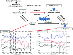 Graphical abstract: Label-free, high content screening using Raman microspectroscopy: the toxicological response of different cell lines to amine-modified polystyrene nanoparticles (PS-NH2)