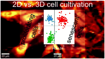 Graphical abstract: Raman and infrared spectroscopy differentiate senescent from proliferating cells in a human dermal fibroblast 3D skin model