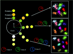 Graphical abstract: Acquiring multiple signals along with the reaction time: improving recognition capability of a multidimensional colorimetric sensor array for sensitive protein detection