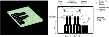 Graphical abstract: Validation of a membrane touch biosensor for the qualitative detection of IgG class antibodies to herpes simplex virus type 2