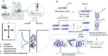 Graphical abstract: Simultaneous label-free screening of G-quadruplex active ligands from natural medicine via a microfluidic chip electrophoresis-based energy transfer multi-biosensor strategy