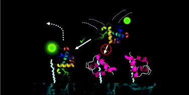 Graphical abstract: Competitive multicomponent anion exchange adsorption of proteins at the single molecule level