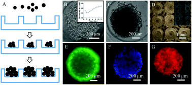 Graphical abstract: Three-dimensional microtissues as an in vitro model for personalized radiation therapy