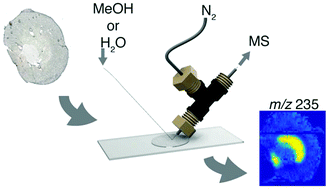 Graphical abstract: A pneumatically assisted nanospray desorption electrospray ionization source for increased solvent versatility and enhanced metabolite detection from tissue