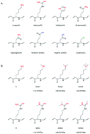 Graphical abstract: Strategies for large-scale analysis of non-histone protein methylation by LC-MS/MS