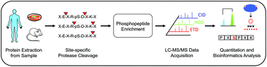 Graphical abstract: Recent advances in phosphoproteomics and application to neurological diseases