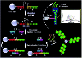 Graphical abstract: An enzyme-free flow cytometric bead assay for the sensitive detection of microRNAs based on click nucleic acid ligation-mediated signal amplification