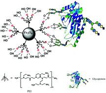 Graphical abstract: Branched polyethyleneimine-assisted boronic acid-functionalized magnetic nanoparticles for the selective enrichment of trace glycoproteins