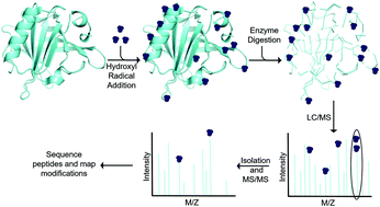 Graphical abstract: Analyzing the structure of macromolecules in their native cellular environment using hydroxyl radical footprinting