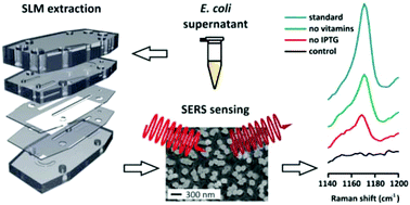 Graphical abstract: Quantification of a bacterial secondary metabolite by SERS combined with SLM extraction for bioprocess monitoring