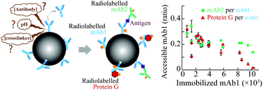 Graphical abstract: The influence of covalent immobilization conditions on antibody accessibility on nanoparticles