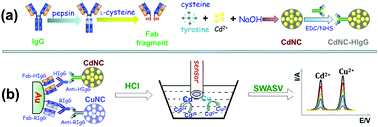 Graphical abstract: Multiplexed electrochemical immunoassay for two immunoglobulin proteins based on Cd and Cu nanocrystals