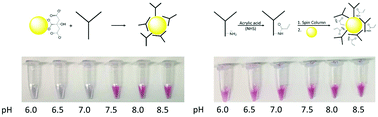 Graphical abstract: Chemical modification of antibodies enables the formation of stable antibody–gold nanoparticle conjugates for biosensing