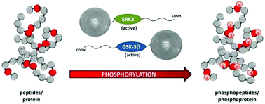 Graphical abstract: Kinase-loaded magnetic beads for sequential in vitro phosphorylation of peptides and proteins