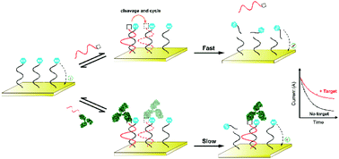 Graphical abstract: Dynamic sandwich-type electrochemical assay for protein quantification and protein–protein interaction