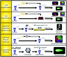 Graphical abstract: Rapid, portable detection of endocrine disrupting chemicals through ligand-nuclear hormone receptor interactions