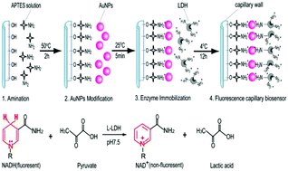 Graphical abstract: Development of a fluorescent capillary biosensor based on self-assembled AuNP/LDH for micro-volume intracellular pyruvate