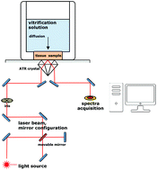 Graphical abstract: Simultaneous monitoring of different vitrification solution components permeating into tissues