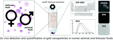 Graphical abstract: Ex vivo detection and quantification of gold nanoparticles in human seminal and follicular fluids