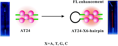 Graphical abstract: Hairpin loop-enhanced fluorescent copper nanoclusters and application in S1 nuclease detection