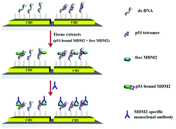 Graphical abstract: Sensitive and simultaneous surface plasmon resonance detection of free and p53-bound MDM2 proteins from human sarcomas