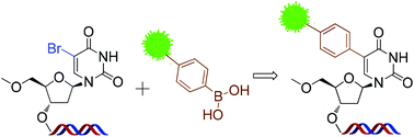 Graphical abstract: A Suzuki–Miyaura method for labelling proliferating cells containing incorporated BrdU