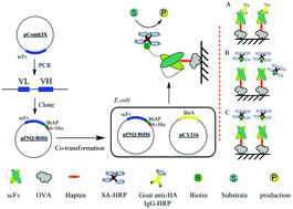 Graphical abstract: Biotinylated single-chain variable fragment-based enzyme-linked immunosorbent assay for glycocholic acid