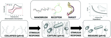 Graphical abstract: Actuation of chitosan-aptamer nanobrush borders for pathogen sensing