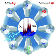 Graphical abstract: Identification of isoforms of aspartic acid residues in peptides by 2D UV-MS fingerprinting of cold ions