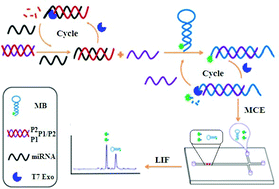 Graphical abstract: An ultrasensitive microchip electrophoresis assay based on separation-assisted double cycling signal amplification strategy for microRNA detection in cell lysate