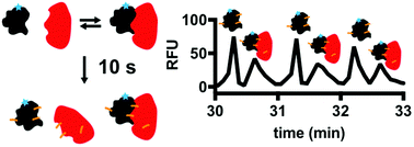 Graphical abstract: Protein cross-linking capillary electrophoresis at increased throughput for a range of protein–protein interactions