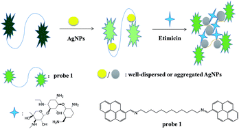 Graphical abstract: A bispyrene/AgNP-based ratiometric nanoprobe for supersensitive fluorescence and colorimetric sensing of etimicin