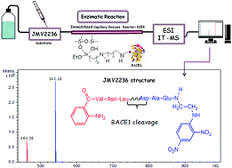 Graphical abstract: An on-flow assay for screening of β-secretase ligands by immobilised capillary reactor-mass spectrometry