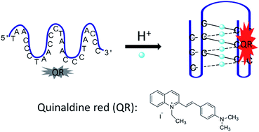 Graphical abstract: Quinaldine red as a fluorescent light-up probe for i-motif structures