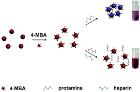 Graphical abstract: An ultrasensitive “turn-off” SERS sensor for quantitatively detecting heparin based on 4-mercaptobenzoic acid functionalized gold nanoparticles