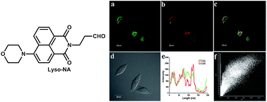 Graphical abstract: A fluorescent probe for specific lysosome imaging in cells