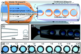 Graphical abstract: A simple microfluidic method for one-step encapsulation of reagents with varying concentrations in double emulsion drops for nanoliter-scale reactions and analyses