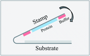 Graphical abstract: Porous stamp-based reagent patterning for lateral flow immunoassays
